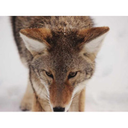 Ergonomic Bronze Plate fr-FR